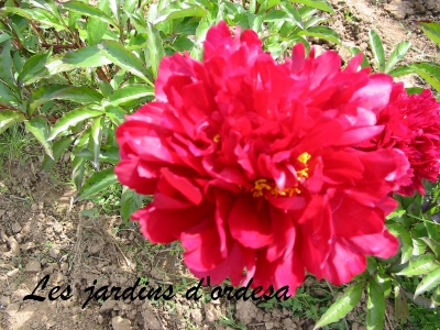 Paeonia Robert wan houten